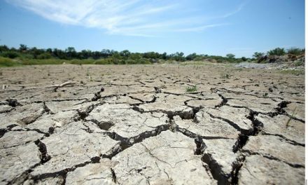 Sequía pone en riesgo producción de manzana en Arteaga