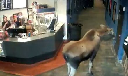 Video: Alce ingresa a un cine… solo para comer palomitas