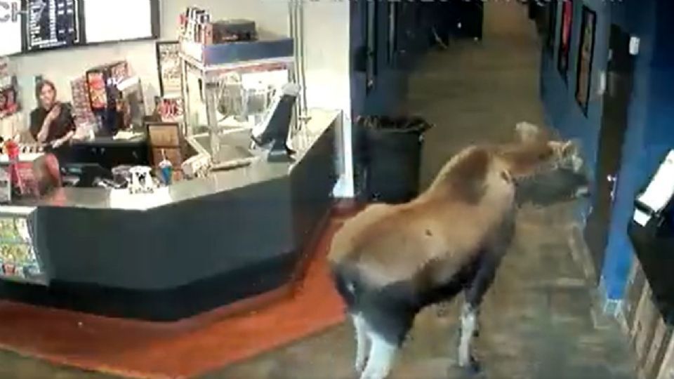 Video: Alce ingresa a un cine… solo para comer palomitas