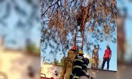Video: Explota pozo en Argentina y niña termina arriba de un árbol
