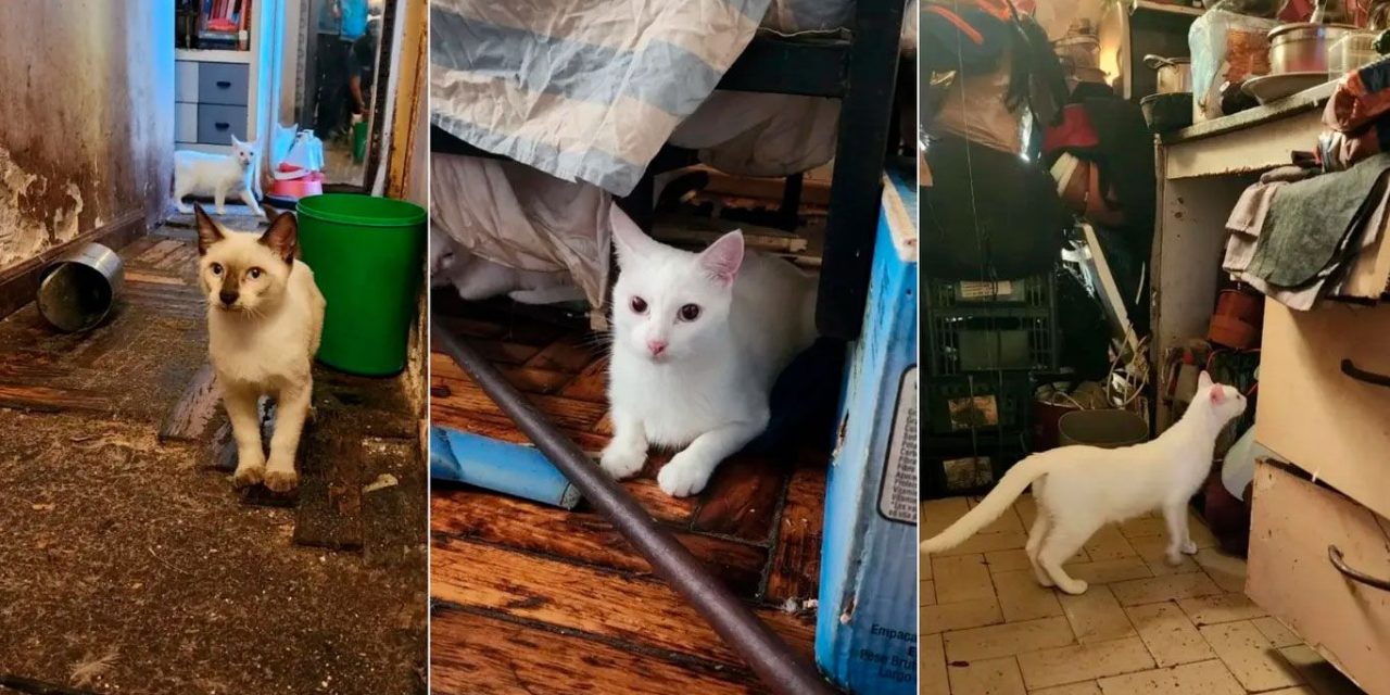 Mujer con psicosis torturaba y comía gatos en Argentina