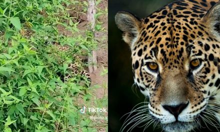 Cálmate pa: hombre se encuentra con jaguar mientras paseaba en Tamaulipas