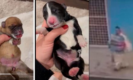 Mujer causa repudio en redes tras tirar bolsa con cachorritos en la CDMX