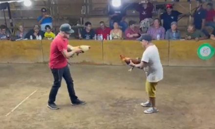 Video: Gallo se ‘confunde’ y ataca a su dueño durante una pelea en palenque de Colima