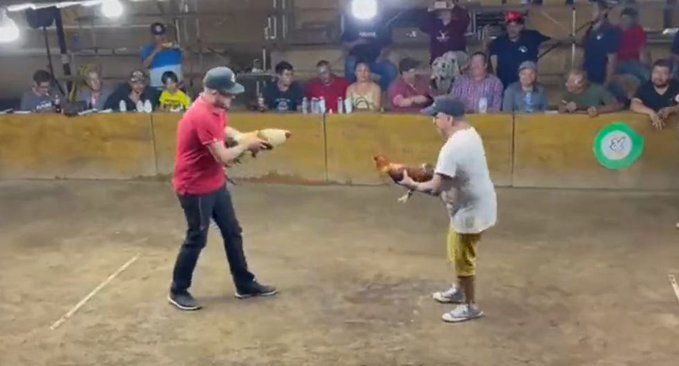 Video: Gallo se ‘confunde’ y ataca a su dueño durante una pelea en palenque de Colima