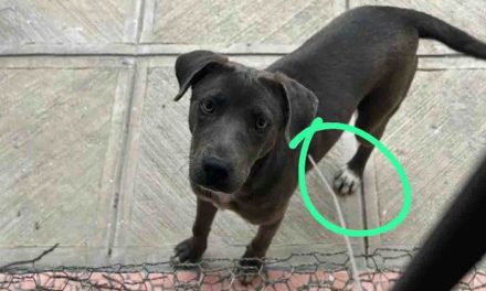 Arrestan a sujeto por abusar de una perrita en Linares, Nuevo León