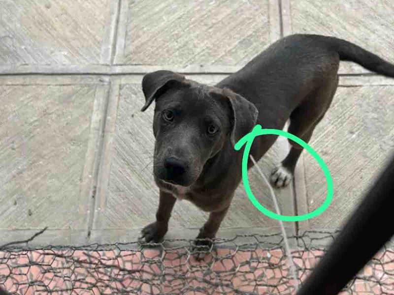 Arrestan a sujeto por abusar de una perrita en Linares, Nuevo León