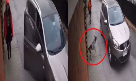 Video: Perrito se viste de héroe y salva a una joven que estaba a punto de ser secuestrada
