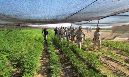 Ejército Mexicano destruye el plantío de mariguana más grande en Jalisco