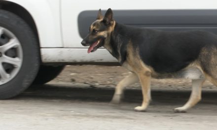 Existe  un solo caso de rickettsiosis en la Región Sureste