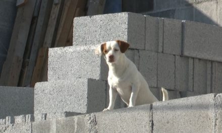 Alta la mortalidad por Rickettsia en Coahuila: 3 de 4 contagiados han fallecido en 2023