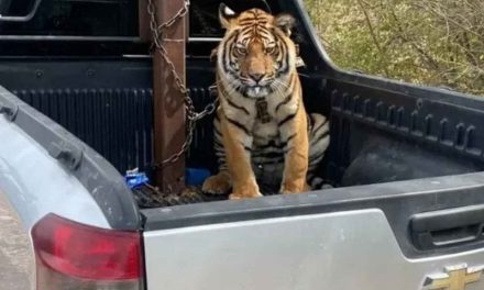 Sicarios huyen y abandonan un tigre tras persecución en Sinaloa