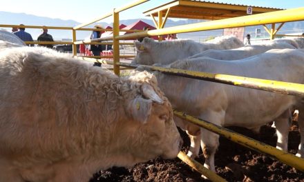 Tres mil trabajadores agrícolas llegarán a Coahuila