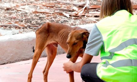 Bienestar; incrementan acciones por los animales en La Laguna
