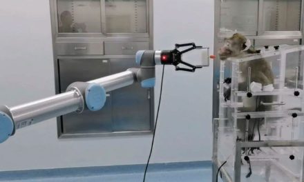 Científicos chinos logran conectar una computadora al cerebro de un mono