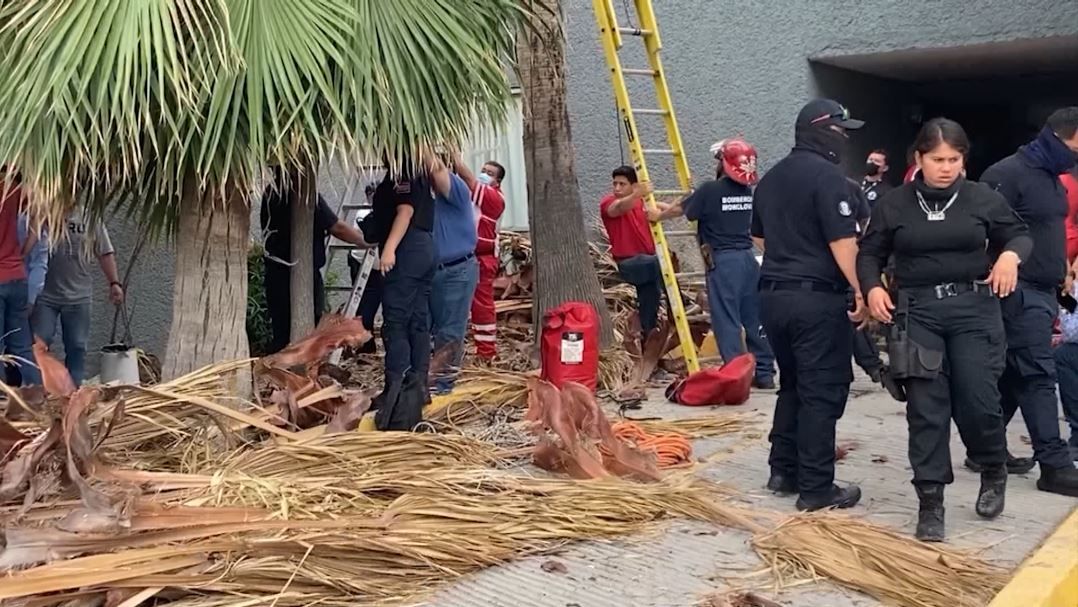 Muere aplastado por hojas de palmera en ISSSTE de Monclova