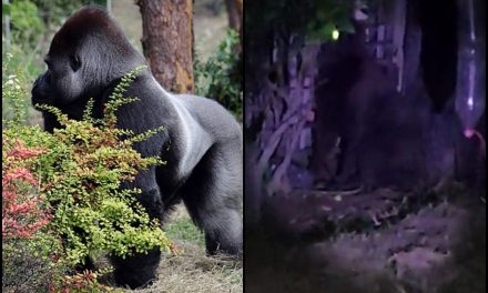 Video: Aparece un gorila suelto en el estado de Hidalgo