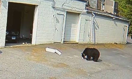 Video: Oso se da un festín en panadería y se come 60 cupcakes