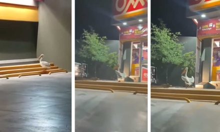 Buscan a pelícano en Saltillo; fue visto desorientado en la colonia Guayulera (video)