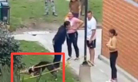 Pitbull mata a perro frente a su dueña; fuertes imágenes