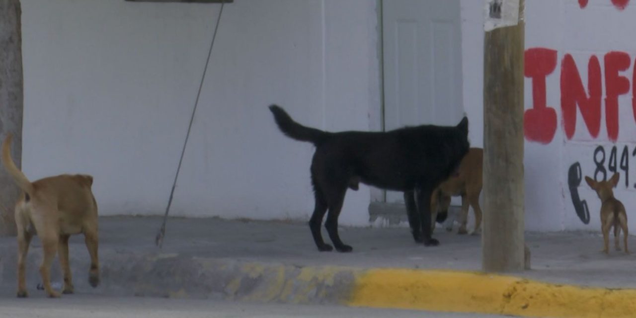 Luchan permanentemente contra la rickettsia en la Región Sureste de Coahuila