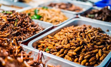 Buscan revolucionar mercado mexicano con venta de insectos comestibles