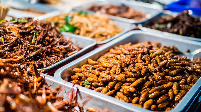 Buscan revolucionar mercado mexicano con venta de insectos comestibles