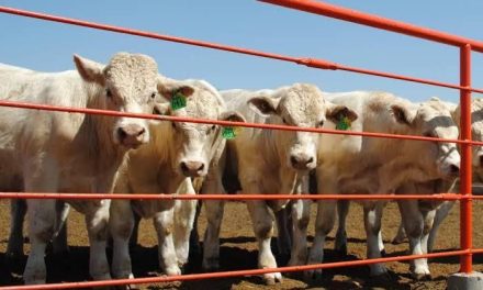 Calor causa pérdidas a ganaderos en Acuña