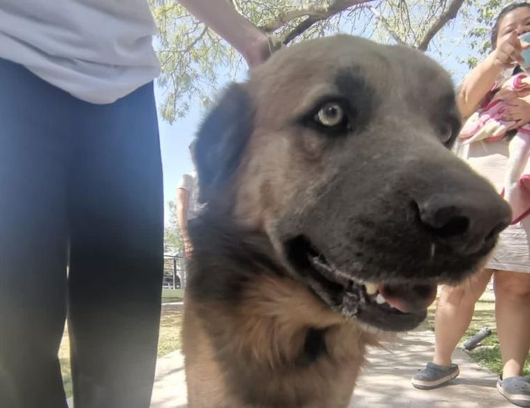 Aumenta demanda de atención de salud de mascotas en Torreón