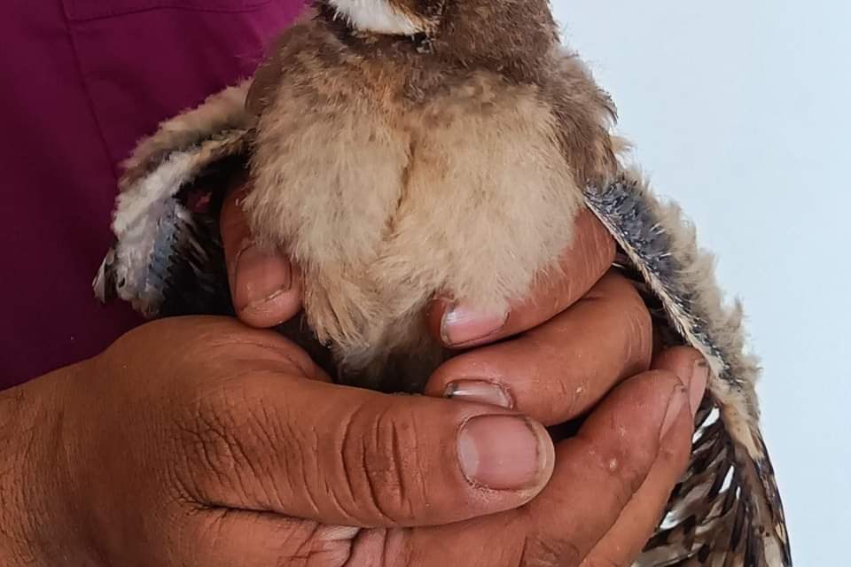 Certificas a funcionarios en manejo de fauna