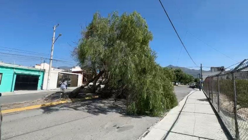 Cae árbol en colonia Lomas de San Javier