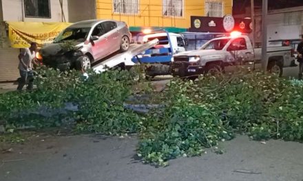 Saltillo: Huye tras derribar árbol sobre el bulevar Manuel Pérez Treviño