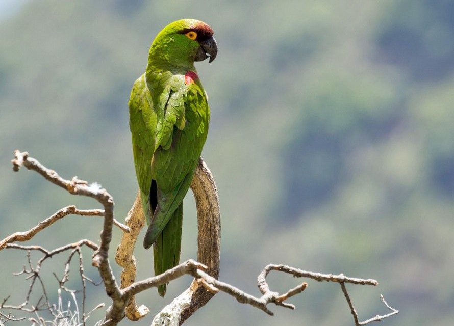 Saltillo: Investigarán la probable venta de aves exóticas