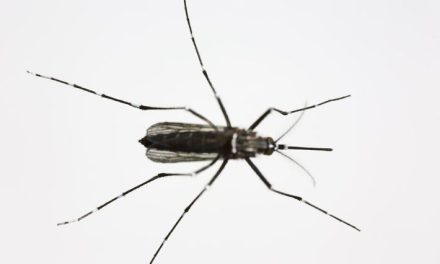 En Coahuila intensifican acciones contra el dengue