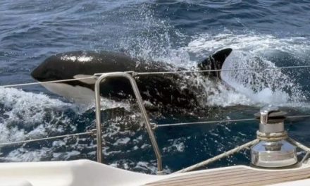 Ella es Gladis, una orca que tiene una pandilla que se organiza para atacar y hundir barcos (videos)