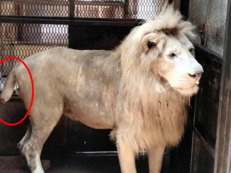 León blanco es rescatado en Michoacán estaba en pésimas condiciones