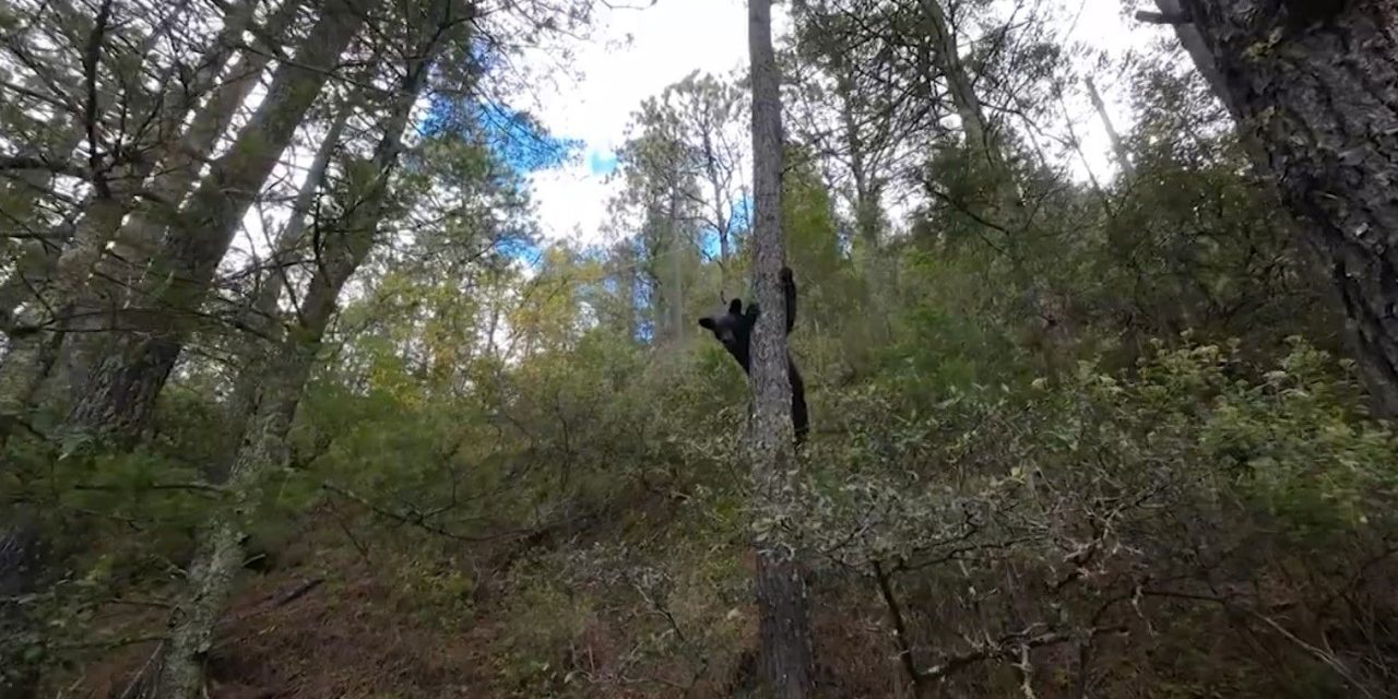 Disminuyen avistamientos de osos en la sierra de Arteaga