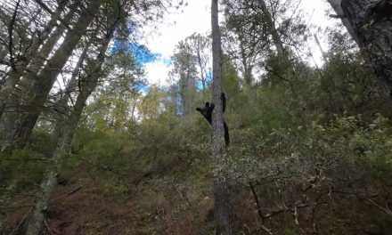 Disminuyen avistamientos de osos en la sierra de Arteaga