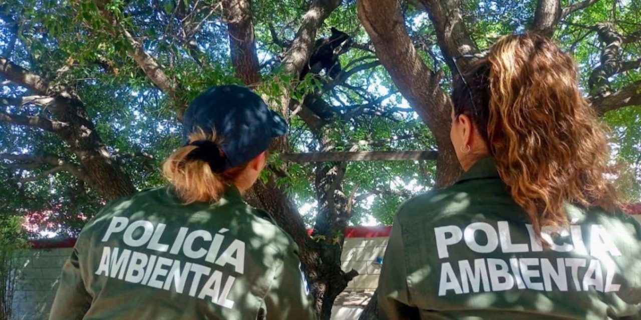 Captura Policía Ambiental dos osos en Saltillo
