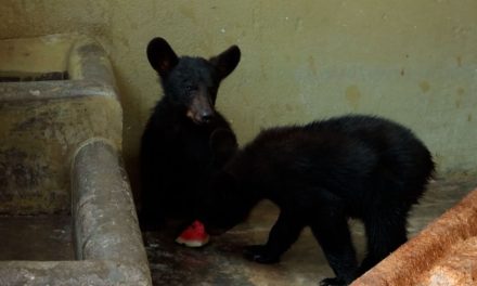 Disminuye presencia de osos en la región