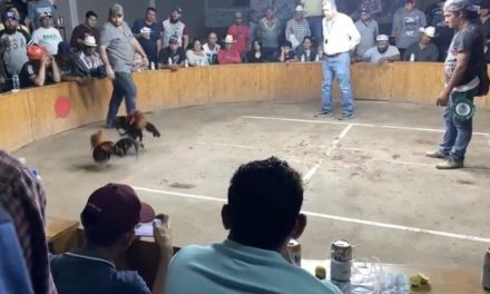 Video: Atacan palenque de gallos clandestino en Guanajuato y hay 3 muertos