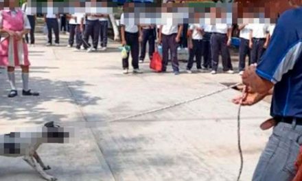 Director de escuela en Oaxaca arrastró a perrita y tiró sus cachorros a la basura