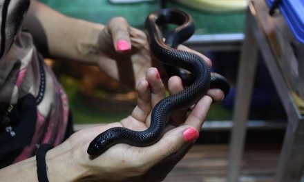Presentarán exposición sobre serpientes en Paseo Colón