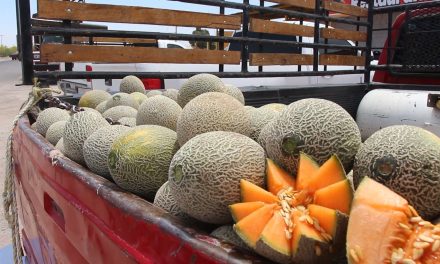 Productores de La Laguna viven bonanza económica