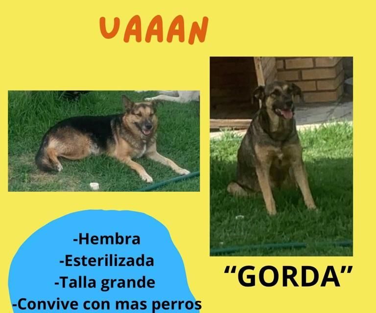Saltillo: ponen en adopción a 22 perritos de la UAAAN