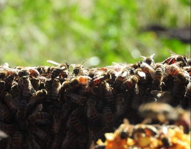 Abuelito pierde la vida al ser atacado por abejas en Hidalgo