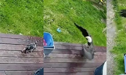 Águila llega al patio de una casa y se lleva un perrito (video)