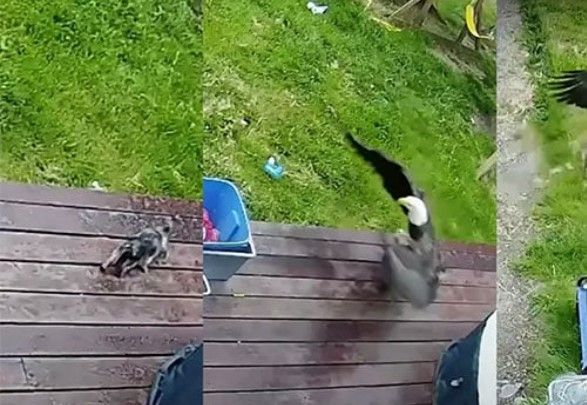 Águila llega al patio de una casa y se lleva un perrito (video)
