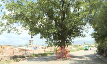 Logran vecinos evitar que derriben el árbol de la calle Sauce