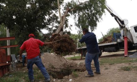 Se organizan vecinos de la colonia jardín, a toda costa impiden derribar árbol de la calle sauce